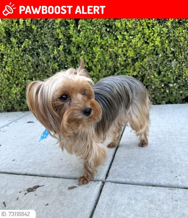 Lost Female Dog last seen Near Daybreeze Dr Rancho Cucamonga CA 91730, Rancho Cucamonga, CA 91730