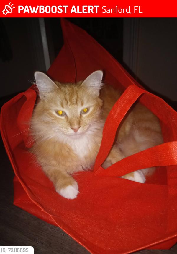 Lost Female Cat last seen Long Leaf pine sanford, Sanford, FL 32773