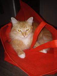 Lost Female Cat last seen Long Leaf pine sanford, Sanford, FL 32773