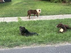 Found/Stray Unknown Dog last seen Webster Brothers Hardware, Walkertown, NC 27051