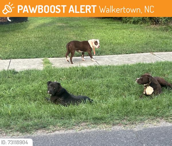 Found/Stray Unknown Dog last seen Webster Brothers Hardware, Walkertown, NC 27051