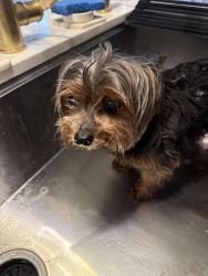 Reunited Male Dog last seen Harp Tree Ct and Westerham, Weston Lakes, TX 77441