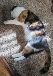 Lost Female Cat last seen Dollar General, Kings Mountain, NC 28086