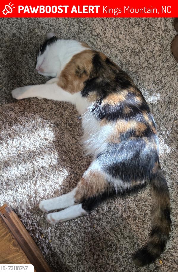 Lost Female Cat last seen Dollar General, Kings Mountain, NC 28086