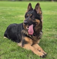 Reunited Female Dog last seen Near Norwood Grove BL1 4BN, Greater Manchester, England BL1 4BN