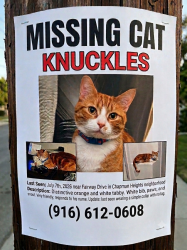 Reunited Male Cat last seen Fairway Drive and 10th Street, Yucaipa, CA 92399