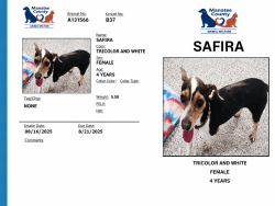 Reunited Female Dog last seen Circle K, Lockhart, FL 32810