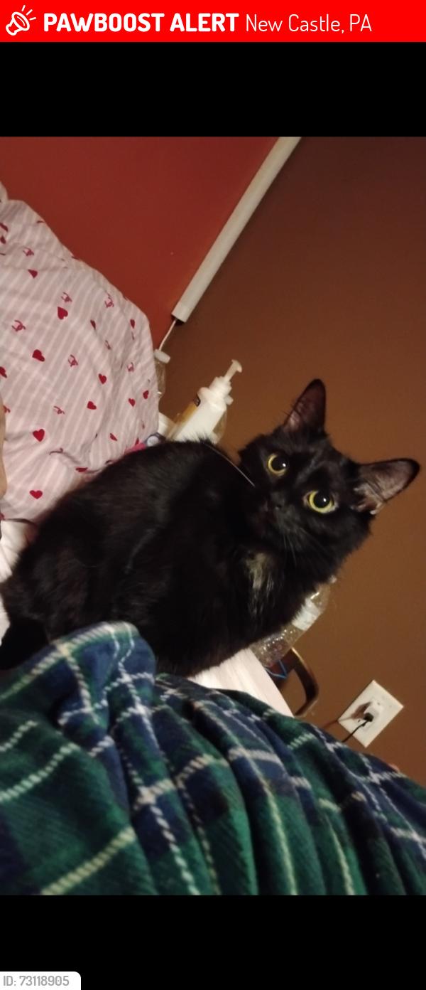 Lost Female Cat last seen Near Boyles Ave, New Castle, PA 16101