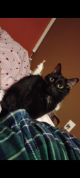 Lost Female Cat last seen Near Boyles Ave, New Castle, PA 16101
