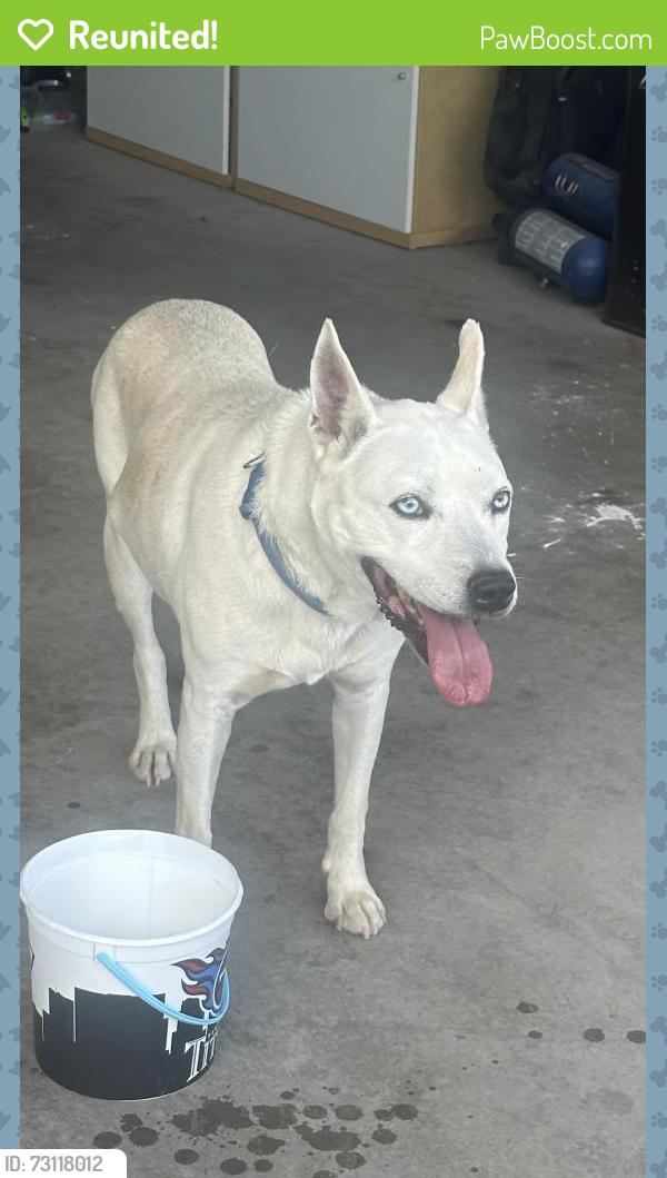 Reunited Male Dog last seen Near Saddlewood Trail SE, Rio Rancho, NM 87124, USA, Rio Rancho, NM 87124