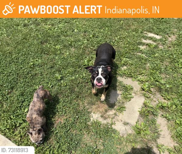 Found/Stray Female Dog last seen 25th and Franklin rd, Indianapolis, IN 46219