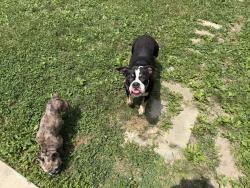 Found/Stray Female Dog last seen 25th and Franklin rd, Indianapolis, IN 46219