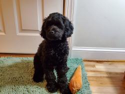 Reunited Male Dog last seen 28th and M street, Richmond, VA, Richmond, VA 23223