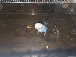 Found/Stray Male Bird last seen Bay vista church, St. Petersburg, FL 33705