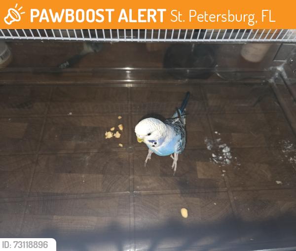 Found/Stray Male Bird last seen Bay vista church, St. Petersburg, FL 33705