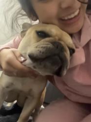 Reunited Female Dog last seen Hardcastle avenue Hanford ca, Hanford, CA 93230