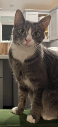 Lost Male Cat last seen Grease Monkey off Ponce, Atlanta, GA 30308