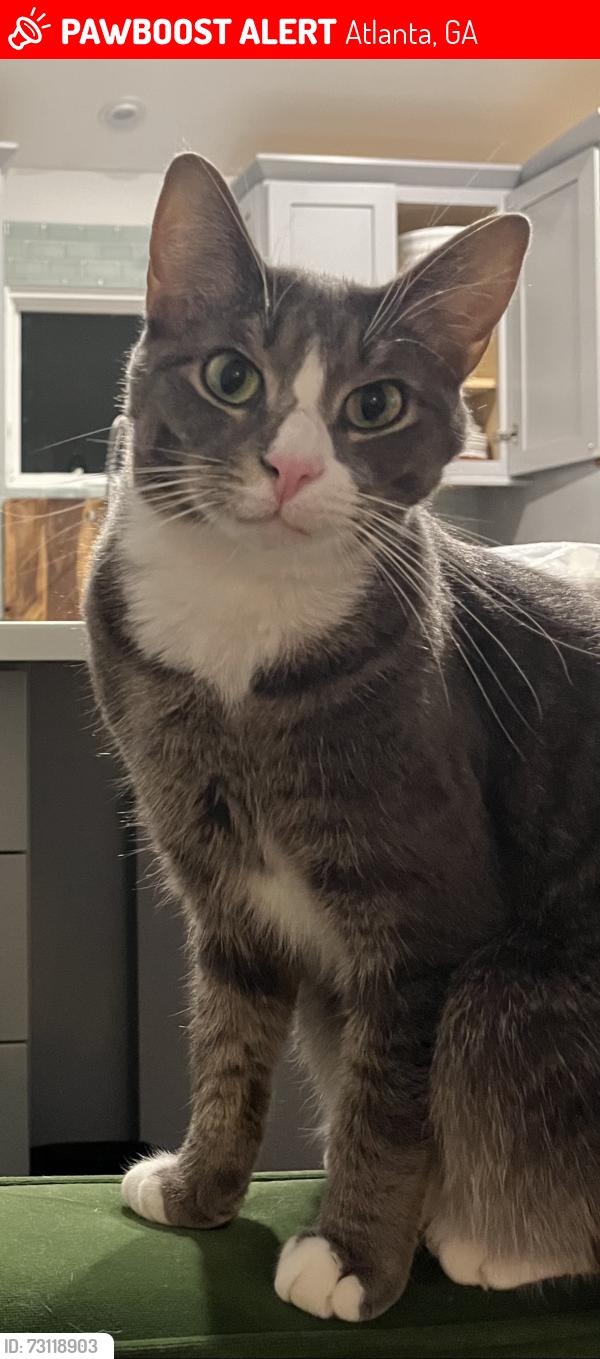 Lost Male Cat last seen Grease Monkey off Ponce, Atlanta, GA 30308