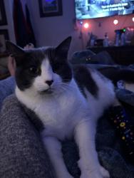 Lost Female Cat last seen Airport Rd & Hgwy 101, McKinleyville, CA 95519