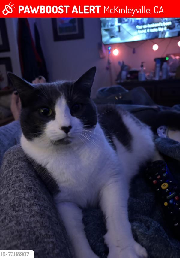 Lost Female Cat last seen Airport Rd & Hgwy 101, McKinleyville, CA 95519
