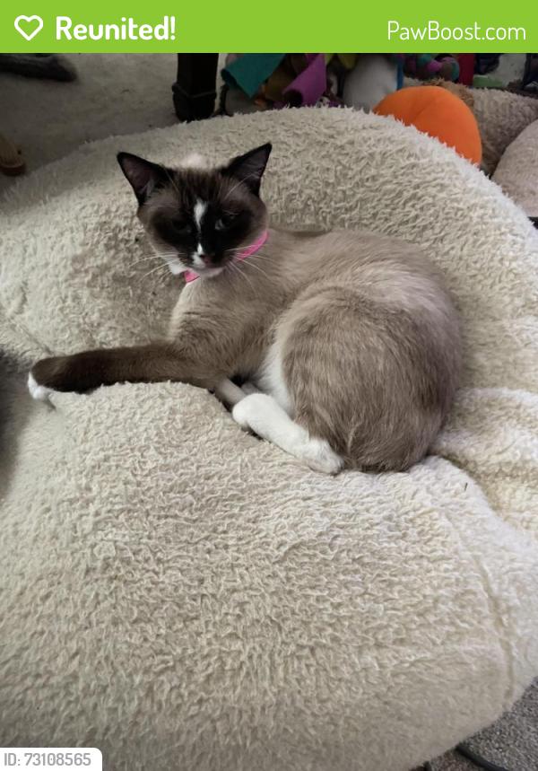 Reunited Female Cat last seen Rosemeade park way, Carrollton, TX 75007