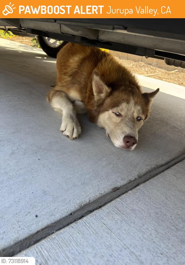 Found/Stray Male Dog last seen Shadow Rock Glenwood Springs Dr, Jurupa Valley, CA 92509