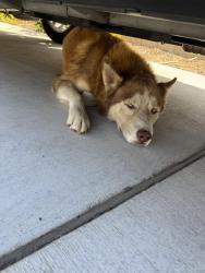 Found/Stray Male Dog last seen Shadow Rock Glenwood Springs Dr, Jurupa Valley, CA 92509