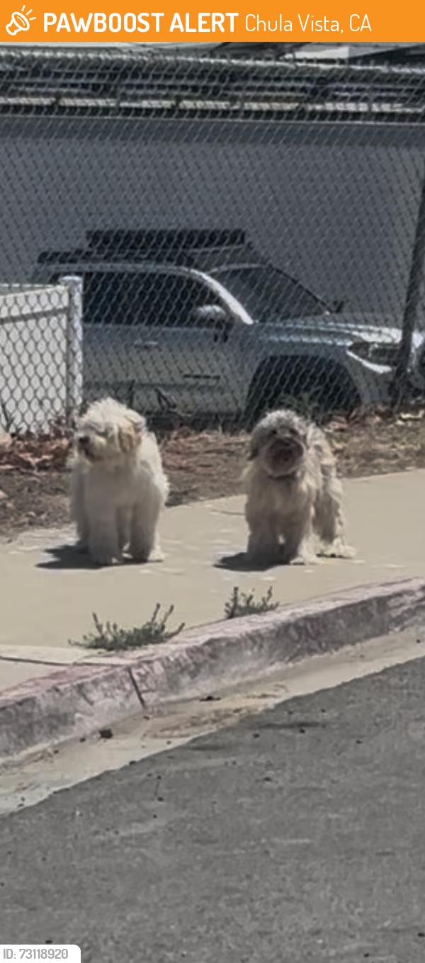 Found/Stray Male Dog last seen Max ave, Chula Vista, CA 91911