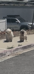 Found/Stray Male Dog last seen Max ave, Chula Vista, CA 91911