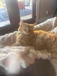 Lost Male Cat last seen Swallowtail/Wagner Rd, Caldwell, ID 83607