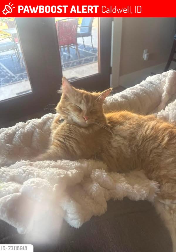 Lost Male Cat last seen Swallowtail/Wagner Rd, Caldwell, ID 83607