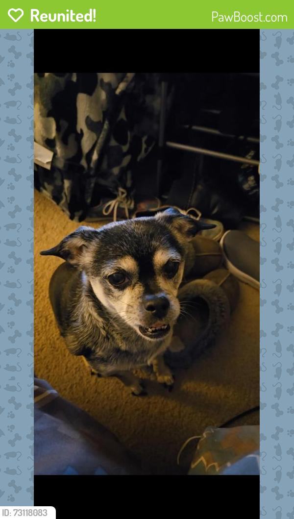Reunited Female Dog last seen Hamilton Rd, Sullivan County, TN 37686