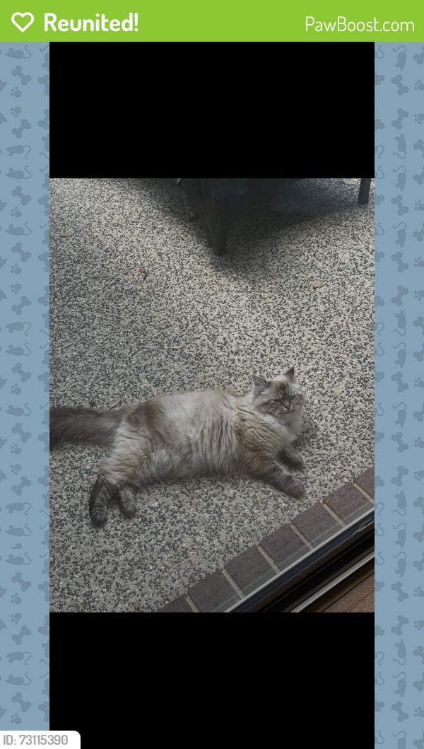 Reunited Female Cat last seen Riordan Crescent, Mernda, VIC 3754