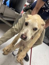 Shelter Stray Male Dog last seen 27th Street and MLK Blvd., Oakland, CA, 1101 29th Ave, Oakland, CA 94601, USA
