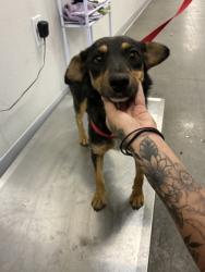 Shelter Stray Female Dog last seen S lost hills rd & Hwy 33, Coalinga Zone Fresno CO 1B 93210, CA, 1510 W Dan Ronquillo Dr, Fresno, CA 93706, USA