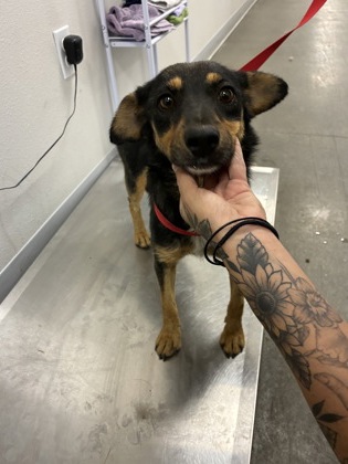 Shelter Stray Female Dog last seen S lost hills rd & Hwy 33, Coalinga Zone Fresno CO 1B 93210, CA, 1510 W Dan Ronquillo Dr, Fresno, CA 93706, USA