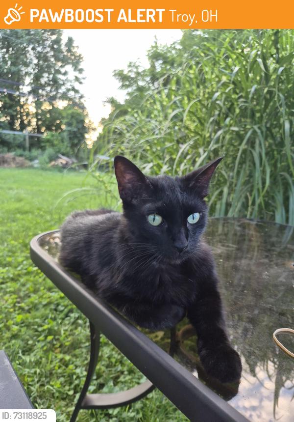 Found/Stray Unknown Cat last seen Peters rd and Diana dr, Troy, OH 45373