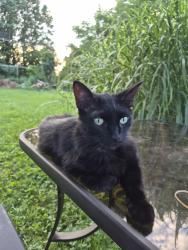 Found/Stray Unknown Cat last seen Peters rd and Diana dr, Troy, OH 45373