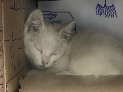 Shelter Stray Female Cat last seen lincoln village at sunrise, Rancho Cordova, CA, 6201 Florin Perkins Rd, Sacramento, CA 95828, USA