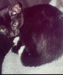 Reunited Male Cat last seen The square Castleford, West Yorkshire, England 