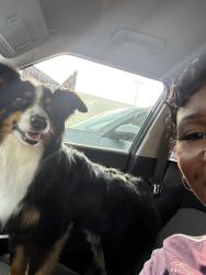 Reunited Male Dog last seen Flicker Ridge Rd in Moore OK by 12th st, Moore, OK 73160