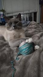 Lost Male Cat last seen Near St and 179 Ave, Edmonton, AB T5Z 0A1