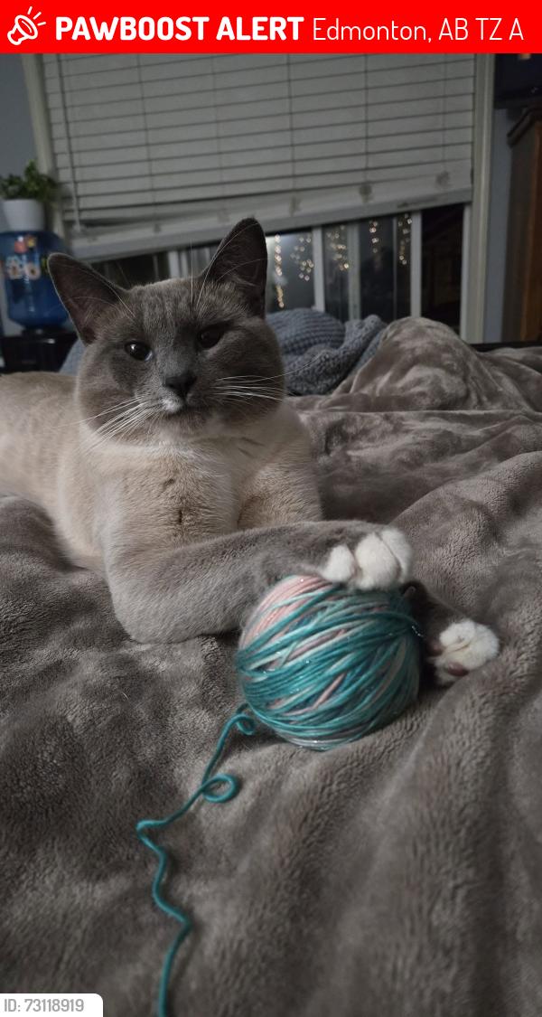 Lost Male Cat last seen Near St and 179 Ave, Edmonton, AB T5Z 0A1
