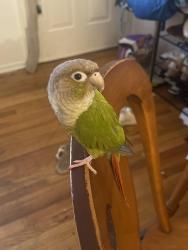 Lost Male Bird last seen Near the front entrance of Winding Wood apmts off Bordentown Ave, Sayreville, NJ 08872