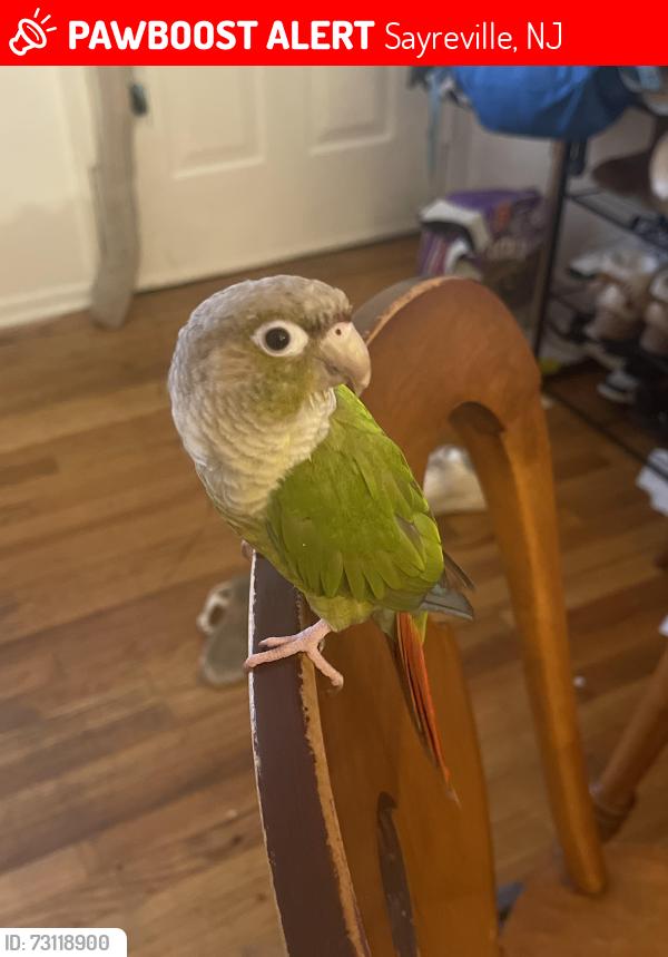 Lost Male Bird last seen Near the front entrance of Winding Wood apmts off Bordentown Ave, Sayreville, NJ 08872