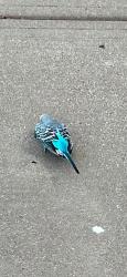 Found/Stray Unknown Bird last seen Highway 35, Fort Worth, TX 76177