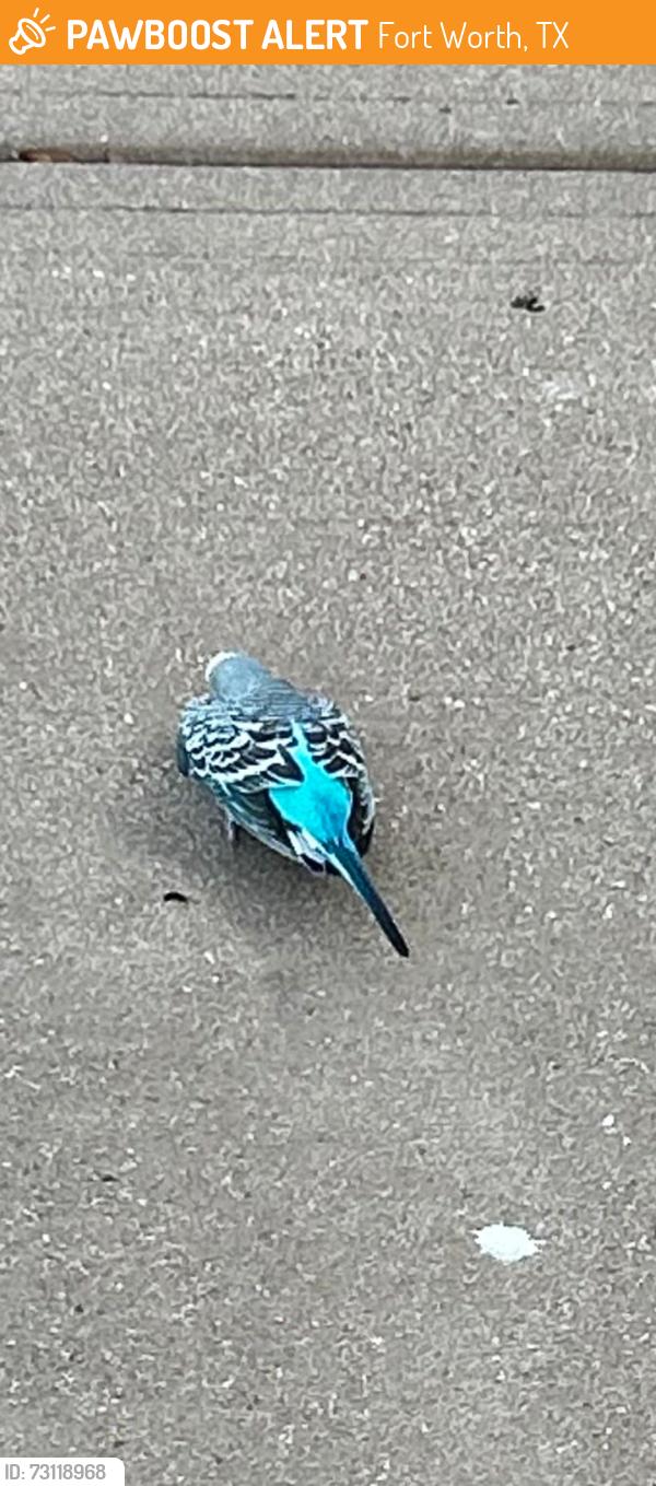 Found/Stray Unknown Bird last seen Highway 35, Fort Worth, TX 76177