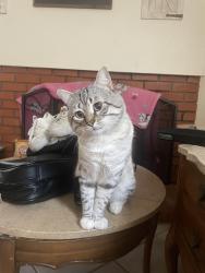 Reunited Male Cat last seen Hillward St, Escondido, CA 92027, USA, Escondido, CA 92027