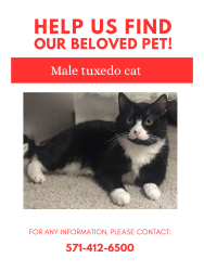 Lost Male Cat last seen Green valley in Arlington or across the high way, Arlington, VA 22206