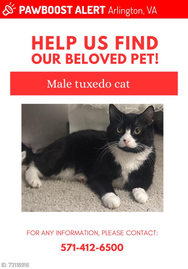 Lost Male Cat last seen Green valley in Arlington or across the high way, Arlington, VA 22206